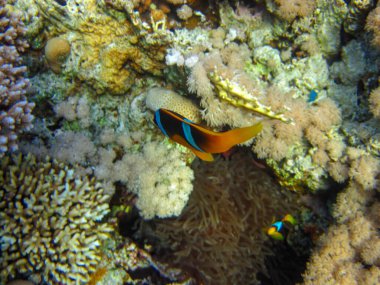 Amphiprion bicinctus ya da Kızıl Deniz palyaço balığı mercan resif şakayığında saklanıyor, Sharm El Sheikh, Mısır