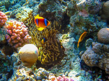 Amphiprion bicinctus ya da Kızıl Deniz palyaço balığı mercan resif şakayığında saklanıyor, Sharm El Sheikh, Mısır
