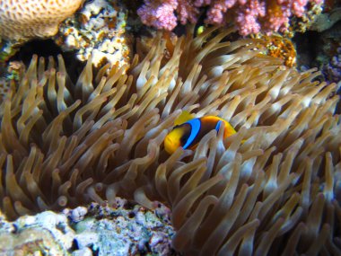 Amphiprion bicinctus ya da Kızıl Deniz palyaço balığı mercan resif şakayığında saklanıyor, Sharm El Sheikh, Mısır