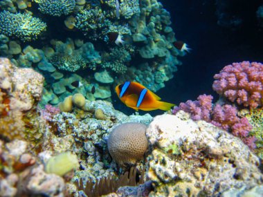 Amphiprion bicinctus ya da Kızıl Deniz palyaço balığı mercan resif şakayığında saklanıyor, Sharm El Sheikh, Mısır