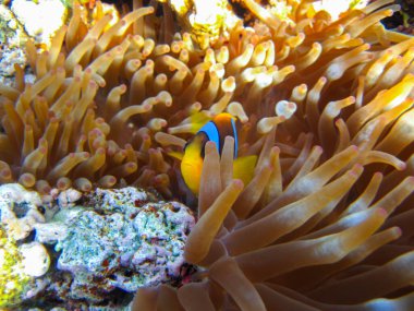 Amphiprion bicinctus ya da Kızıl Deniz palyaço balığı mercan resif şakayığında saklanıyor, Sharm El Sheikh, Mısır