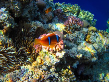 Amphiprion bicinctus ya da Kızıl Deniz palyaço balığı mercan resif şakayığında saklanıyor, Sharm El Sheikh, Mısır