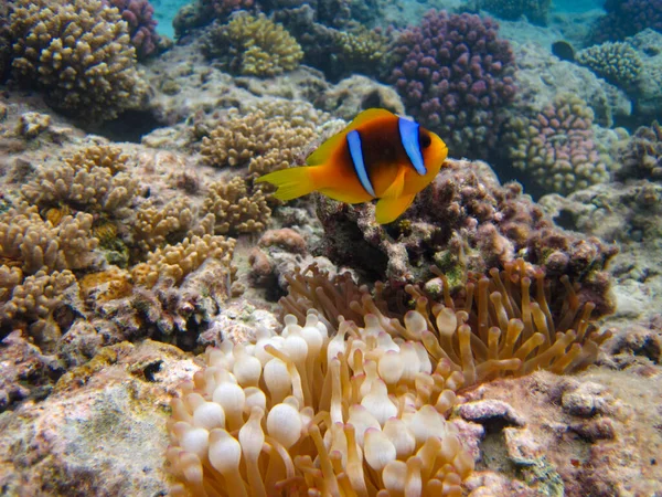 stock image Amphiprion bicinctus or Red Sea clownfish hiding in a coral reef anemone, Sharm El Sheikh, Egypt