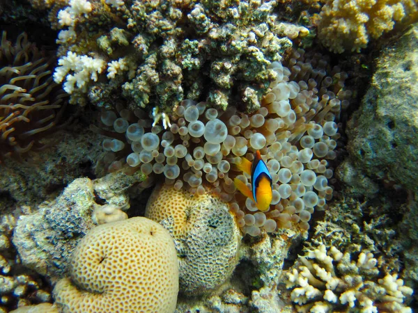 アンフィプリオンの両生類または紅海のクマノミは サンゴ礁のイソギンチャク 魅力エルシェイク エジプトに隠れて — ストック写真