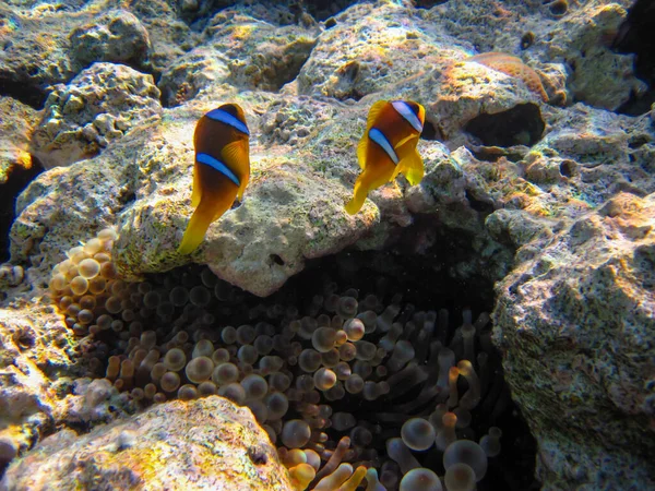 Amphiprion Bicinctus Red Sea Clownfish Hidden Coral Reef Anemone Sharm — Φωτογραφία Αρχείου