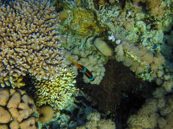 アンフィプリオンの両生類または紅海のクマノミは サンゴ礁のイソギンチャク 魅力エルシェイク エジプトに隠れて — ストック写真