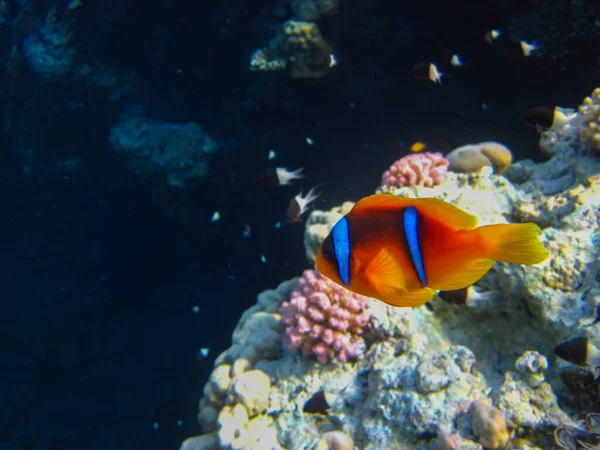 stock image Amphiprion bicinctus or Red Sea clownfish hiding in a coral reef anemone, Sharm El Sheikh, Egypt