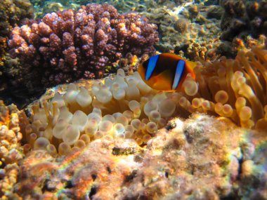 Amphiprion bicinctus ya da Kızıl Deniz palyaço balığı mercan resif şakayığında saklanıyor, Sharm El Sheikh, Mısır