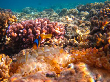 Amphiprion bicinctus ya da Kızıl Deniz palyaço balığı mercan resif şakayığında saklanıyor, Sharm El Sheikh, Mısır