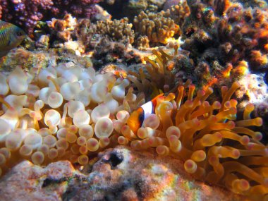 Amphiprion bicinctus ya da Kızıl Deniz palyaço balığı mercan resif şakayığında saklanıyor, Sharm El Sheikh, Mısır
