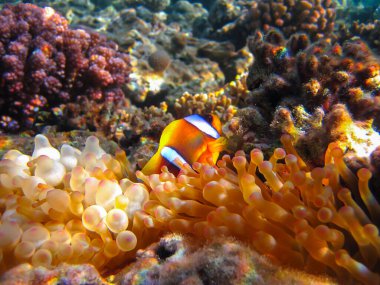 Amphiprion bicinctus ya da Kızıl Deniz palyaço balığı mercan resif şakayığında saklanıyor, Sharm El Sheikh, Mısır