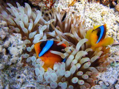 Amphiprion bicinctus ya da Kızıl Deniz palyaço balığı mercan resif şakayığında saklanıyor, Sharm El Sheikh, Mısır