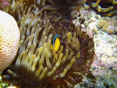 Amphiprion bicinctus ya da Kızıl Deniz palyaço balığı mercan resif şakayığında saklanıyor, Sharm El Sheikh, Mısır