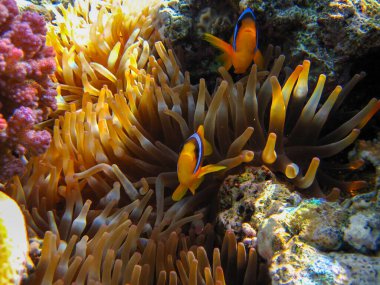 Amphiprion bicinctus ya da Kızıl Deniz palyaço balığı mercan resif şakayığında saklanıyor, Sharm El Sheikh, Mısır
