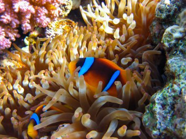 Amphiprion bicinctus ya da Kızıl Deniz palyaço balığı mercan resif şakayığında saklanıyor, Sharm El Sheikh, Mısır