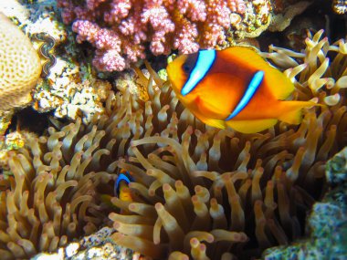 Amphiprion bicinctus ya da Kızıl Deniz palyaço balığı mercan resif şakayığında saklanıyor, Sharm El Sheikh, Mısır