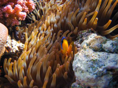 Amphiprion bicinctus ya da Kızıl Deniz palyaço balığı mercan resif şakayığında saklanıyor, Sharm El Sheikh, Mısır