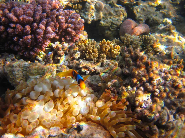 Amphiprion Bicinctus Vagy Vörös Tengeri Bohóc Bujkál Egy Korallzátony Anemone — Stock Fotó