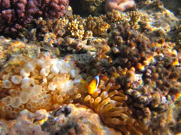 埃及沙姆沙伊赫 藏在珊瑚礁海葵中的两头双头双头金枪鱼或红海小丑鱼 — 图库照片