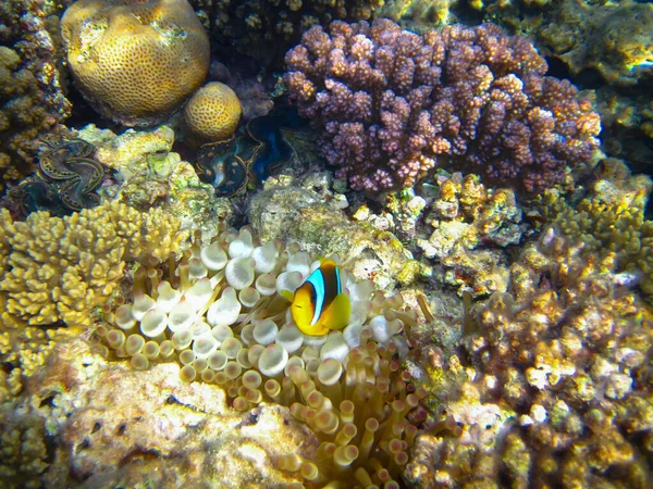 Amphiprion Bicinctus Pez Payaso Del Mar Rojo Escondido Arrecife Coral — Foto de Stock