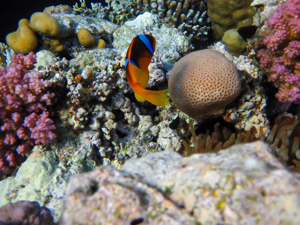 Amphiprion Bicinctus Або Червоне Море Клоунів Ховаються Анемоні Коралового Рифу — стокове фото