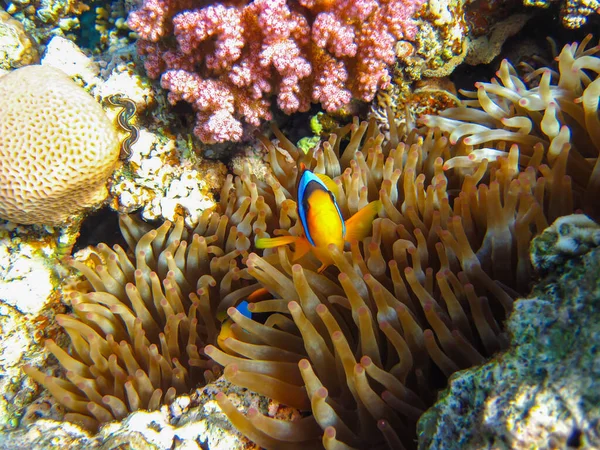 Amphiprion Bicinctus Рыба Клоун Красного Моря Прячущаяся Анемоне Кораллового Рифа — стоковое фото