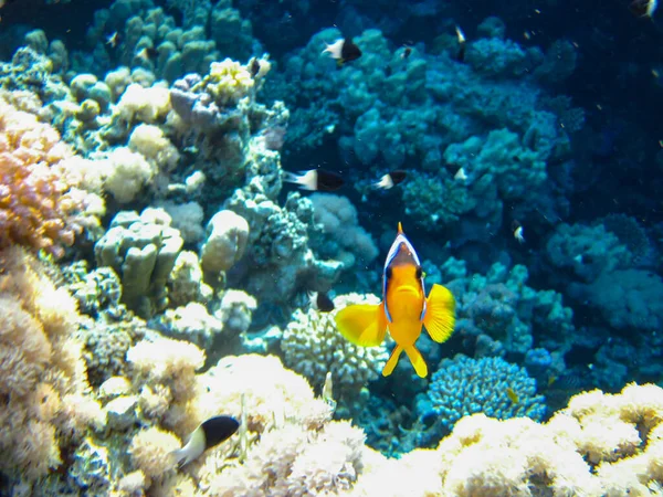Amphiprion Bicinctus Red Sea Clownfish Hiding Coral Reef Anemone Sharm — Stock Photo, Image