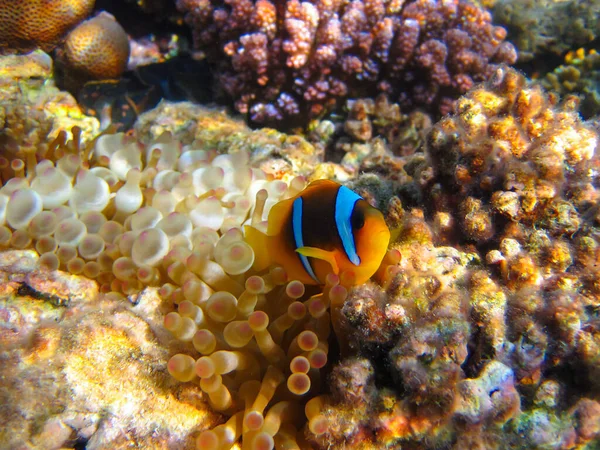 Amphiprion Bicinctus Red Sea Clownfish Hiding Coral Reef Anemone Sharm Royalty Free Stock Images