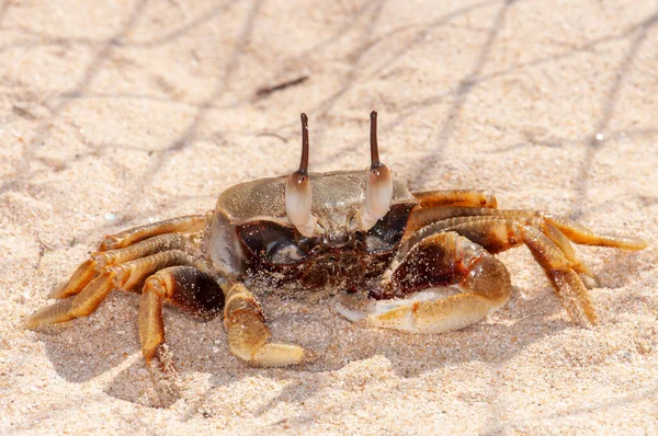 바다의 모래에 Ocypode Ceratophthalmus 입니다 — 스톡 사진