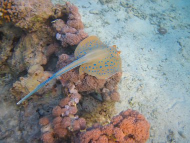 Taeniura lymma stingray Kızıl Deniz 'in mercan resifinin dibinde, Sharm El Sheikh, Mısır