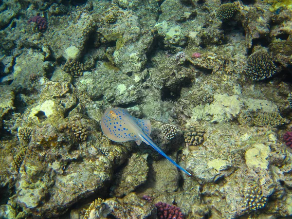 Taeniura Lymma Stingray Fond Récif Corallien Mer Rouge Sharm Sheikh — Photo