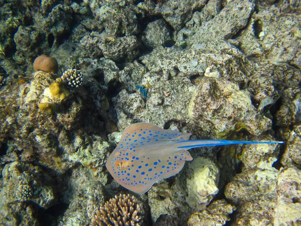 Taeniura Lymma Stingray Fondo Alla Barriera Corallina Del Mar Rosso — Foto Stock