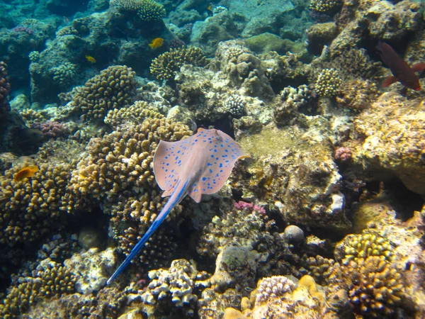 Taeniura Stingray Del Linfa Fondo Del Arrecife Coral Del Mar —  Fotos de Stock