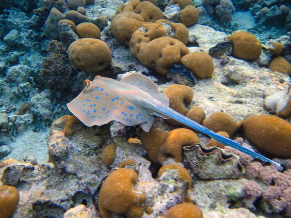 紅海のサンゴ礁の底にあるTaeniura Lymma Sncray 魅力エルシェイク エジプト — ストック写真