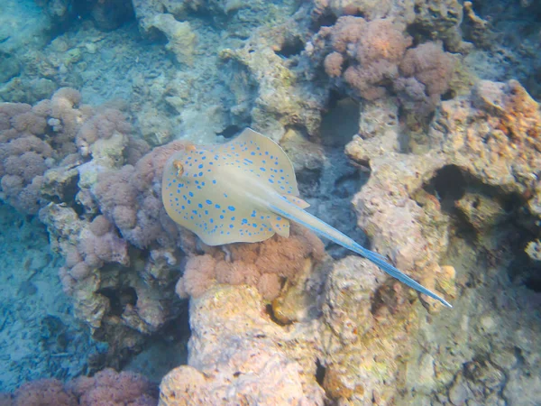 Taeniura Lymma Stingray Bottom Coral Reef Red Sea Sharm Sheikh — Stock Photo, Image