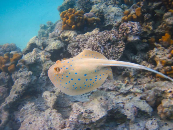 Taeniura Lymma Stingray Fond Récif Corallien Mer Rouge Sharm Sheikh — Photo