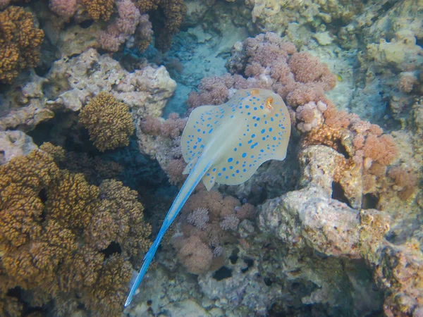 紅海のサンゴ礁の底にあるTaeniura Lymma Sncray 魅力エルシェイク エジプト — ストック写真