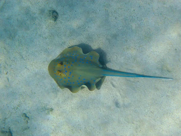 Taeniura Lymma Stingray Bottom Coral Reef Red Sea Sharm Sheikh — Stock Photo, Image