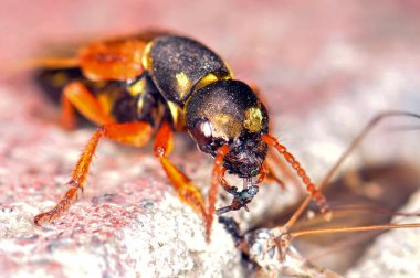 Staphylinidae ya da kısa kanatlı böcek bir sivrisinek yer, Harkiv, Ukrayna