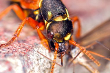 Staphylinidae ya da kısa kanatlı böcek bir sivrisinek yer, Harkiv, Ukrayna