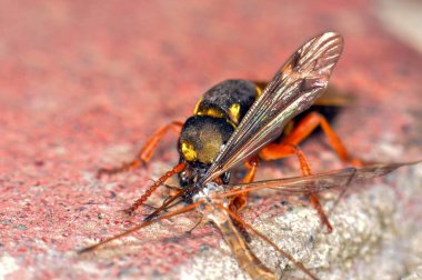 Staphylinidae ya da kısa kanatlı böcek bir sivrisinek yer, Harkiv, Ukrayna