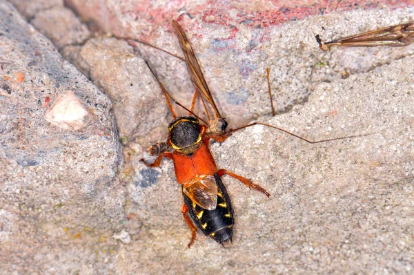 Staphylinidae 날개가 딱정벌레는 모기를 먹는다 우크라이나 하르키우 — 스톡 사진