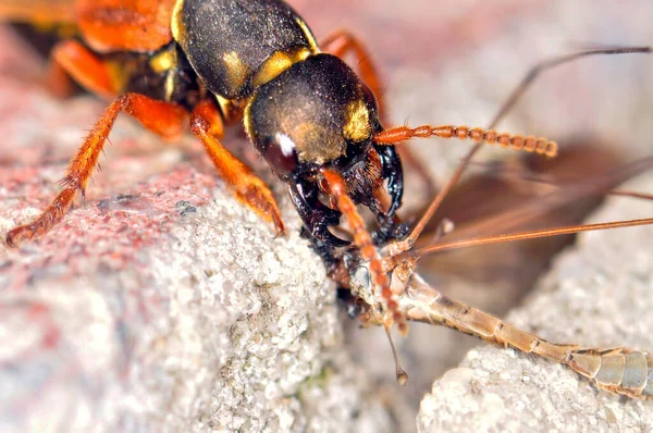 Staphylinidae Kısa Kanatlı Böcek Bir Sivrisinek Yer Harkiv Ukrayna — Stok fotoğraf