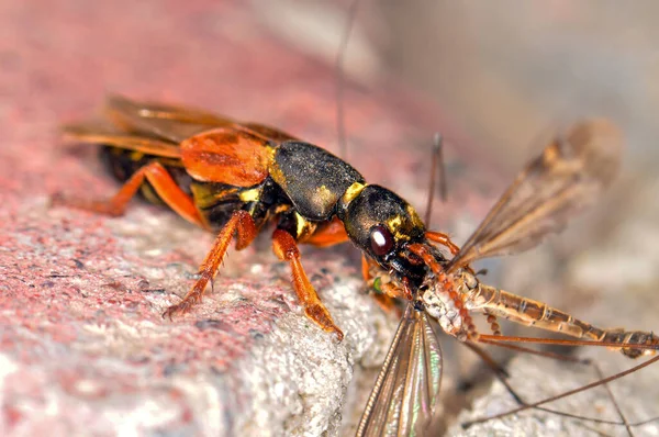 ウクライナのハルキウ科または短翼の甲虫が蚊を食べる — ストック写真
