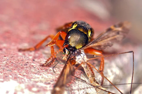 Staphylinidae Escarabajo Alas Cortas Come Mosquito Kharkiv Ucrania —  Fotos de Stock