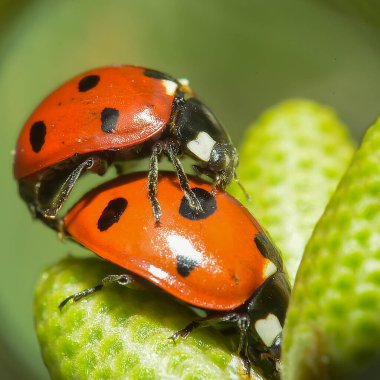 Noel ağacında iki Coccinellidae veya uğur böceği, Kharkiv, Ukrayna