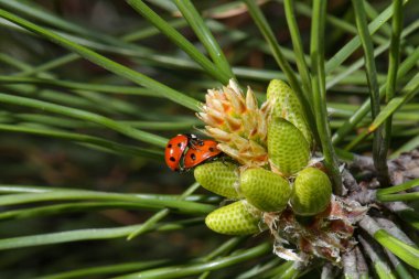 Noel ağacında iki Coccinellidae veya uğur böceği, Kharkiv, Ukrayna