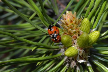 Noel ağacında iki Coccinellidae veya uğur böceği, Kharkiv, Ukrayna