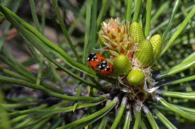 Noel ağacında iki Coccinellidae veya uğur böceği, Kharkiv, Ukrayna