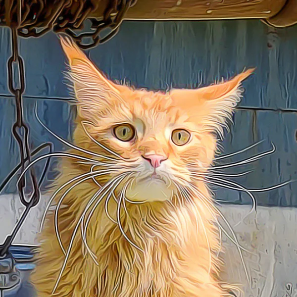 Painted Ginger Maine Coon Cat — Stock Photo, Image